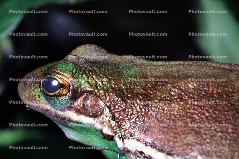 Green Tree Frog, (Hyla cinerea), Hylidae