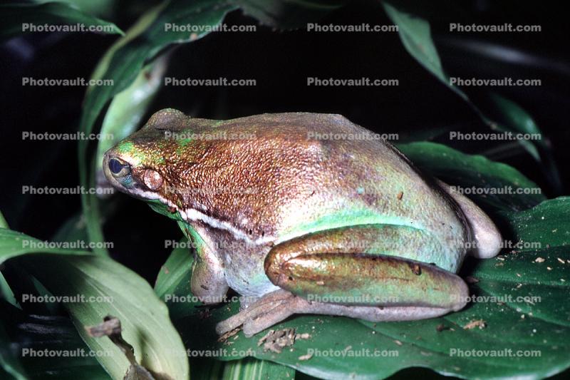 Green Tree Frog, (Hyla cinerea), Hylidae