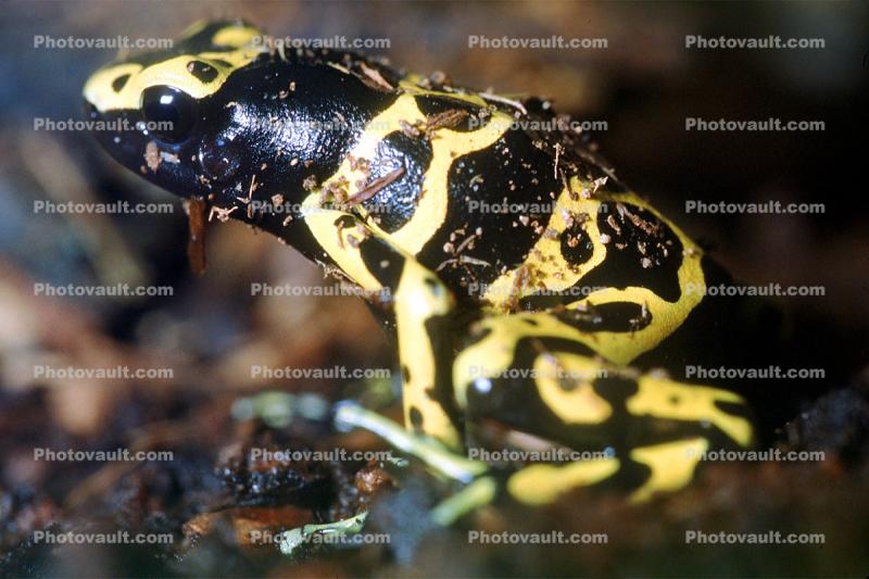 Yellow and Black Poison Dart Frog, (Dendrobates leucomelas), Dendrobatidae