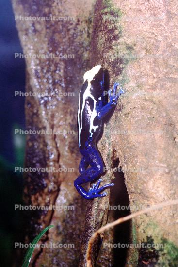 Mimic Poison Frog, (Ranitomeya imitator), Dendrobatidae, (formerly Dendrobates imitator)