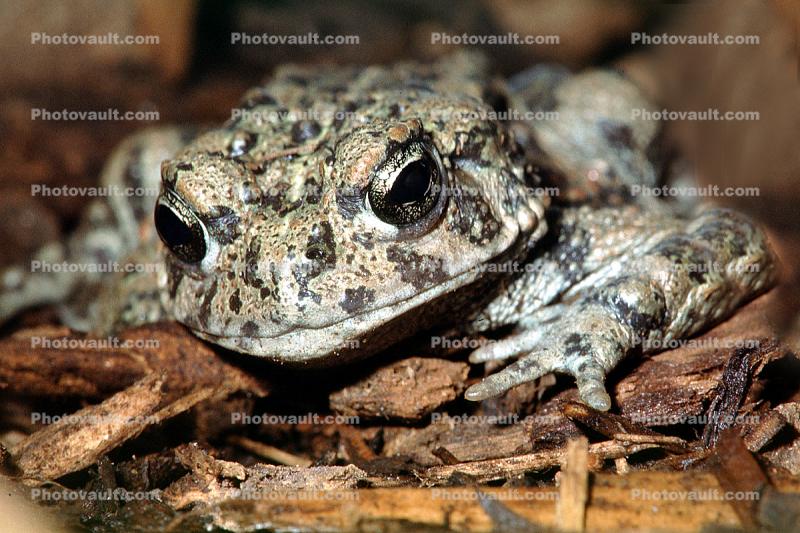 Western Toad, (Anaxyrus boreas), Bufonidae