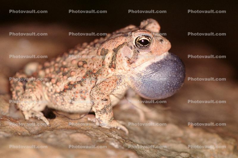 Fowler's Toad, (Bufi woodhousei)