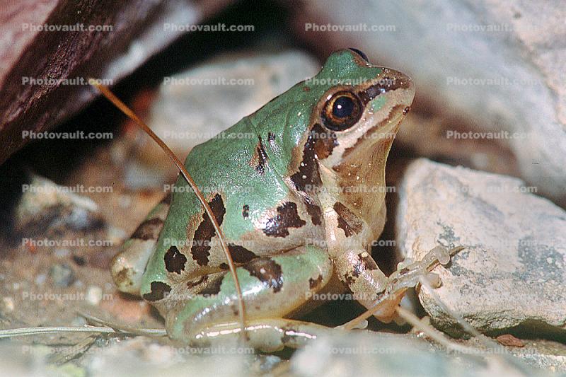 Arizona Treefrog, (Hyla eximia), Hylidae
