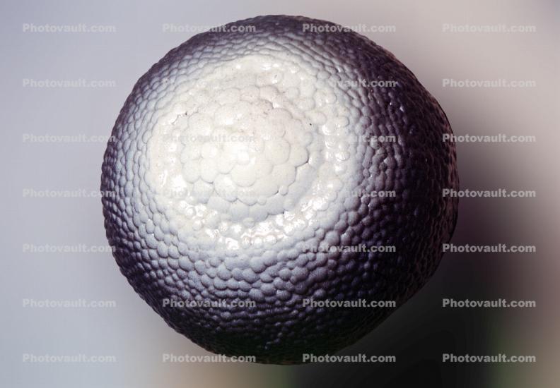 One Day old Fertilized  Egg Cell, Frog, Embryonic Stages of Fetal Develpment