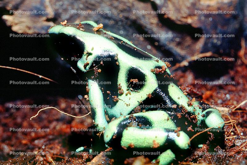 Poison Dart Frog [Dendrobatidae]