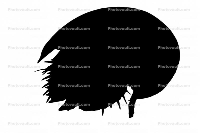 Horseshoe Crab Silhouette, logo, shape