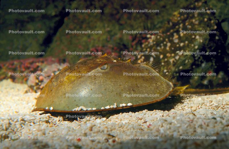 Horseshoe Crab, Limulus