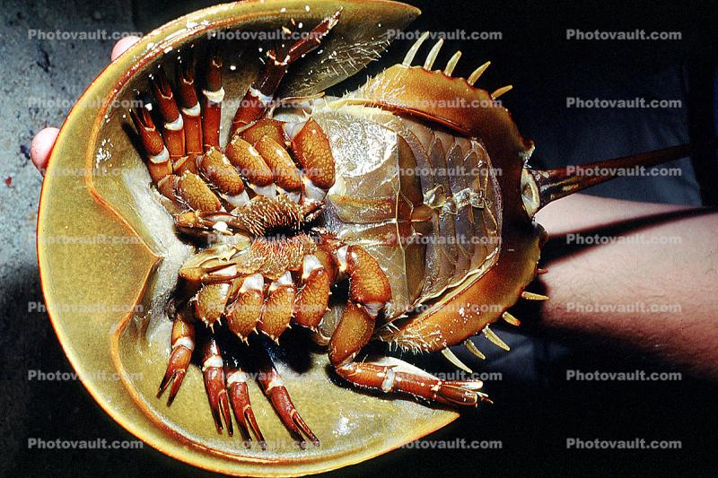 Horseshoe Crab Legs