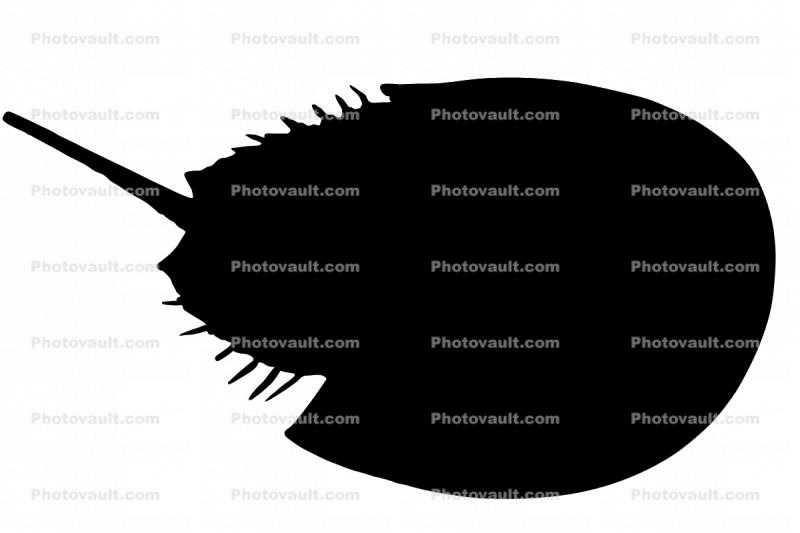 Silhouette of a Horseshoe Crab, logo, shape