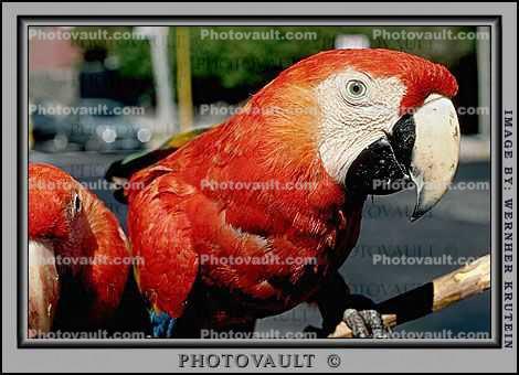 Parrot, Scarlet Macaw, (Ara macao)