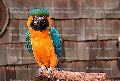 Blue and Gold Macaw, Parrot