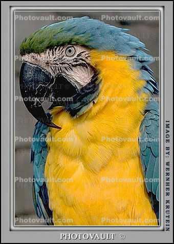 Blue and Gold Macaw, Parrot