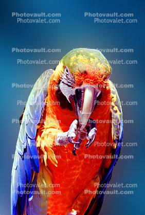 Catalina Macaw, Blue-and-yellow Macaw x Scarlet Macaw hybrid