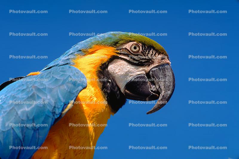 Blue and Gold Macaw, (Ara ararauna)