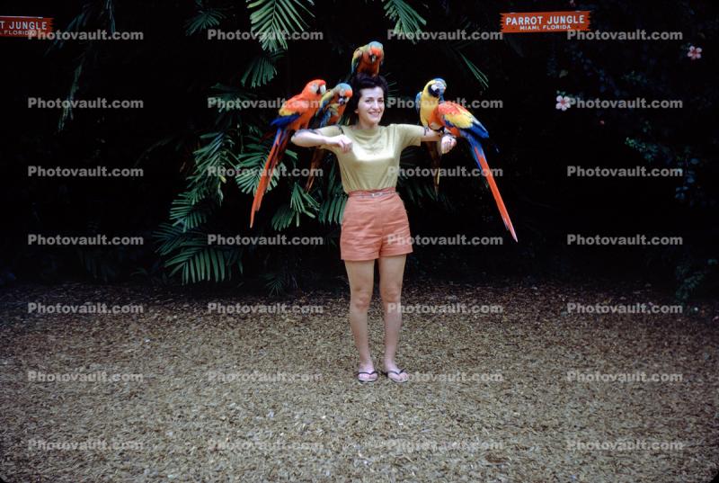Woman with her parrots, 1950s