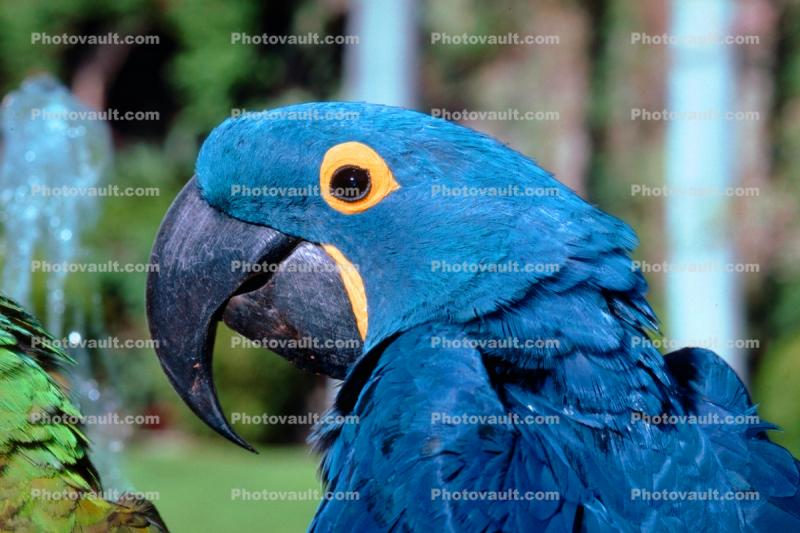 Hyacinth Macaw, (Anodorhynchus hyacinthinus)