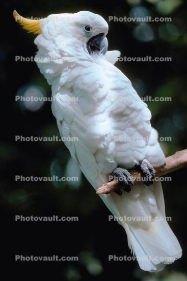 Sulphur Crested Cockatoo, (Cacatua galerita)