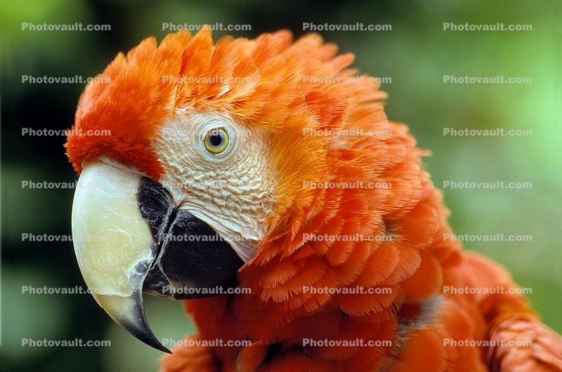 Scarlet Macaw, (Ara macao), Psittacidae, Pointy Beak, Eyes