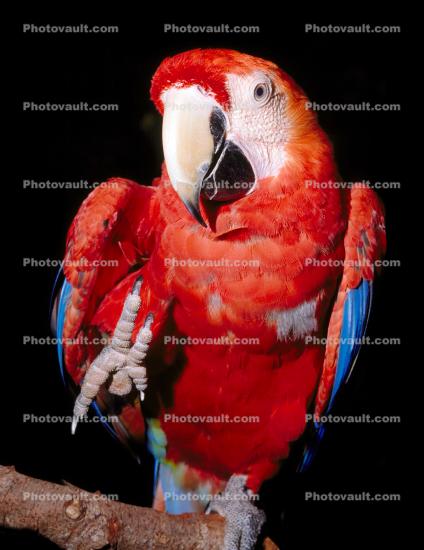Scarlet Macaw, (Ara macao), parrot