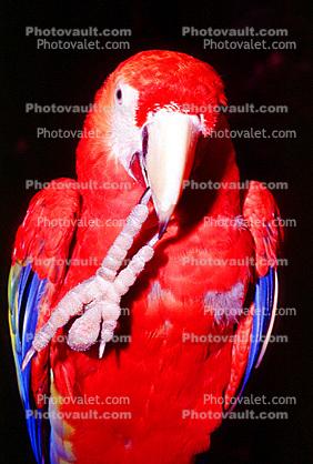 Scarlet Macaw, (Ara macao)
