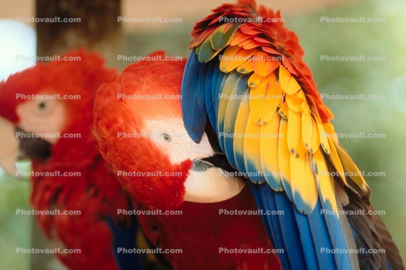 Scarlet Macaw, (Ara macao), feathers