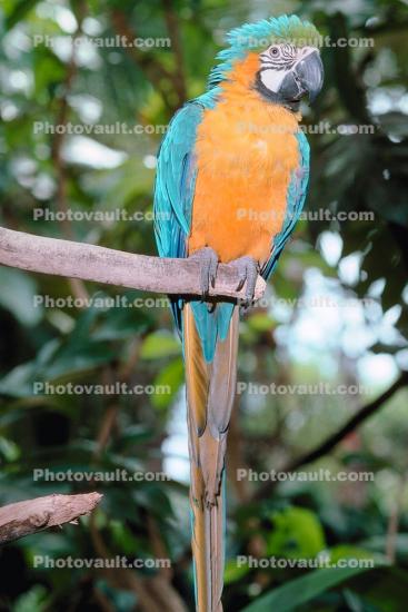 Blue and Gold Macaw, (Ara ararauna), Parrot