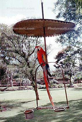 Scarlet Macaw, Guatamala