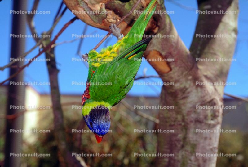 Rainbow Lorikeet, (Trichoglossus molcuccanus)