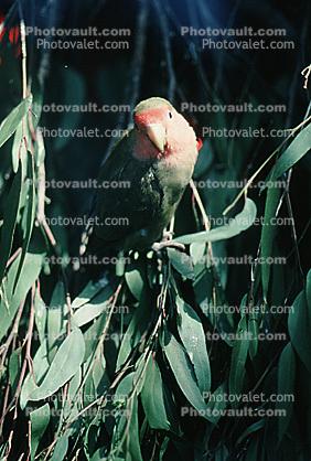 Peach-faced Lovebirds, (Agapornis roseicollis)