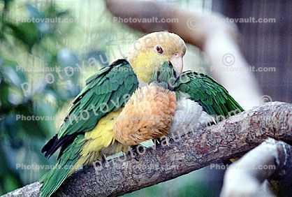 Southern White-bellied Caique, (Pionites leucogaster xanthomera)