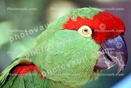 Thick-Billed Parrot, (Rhynchopsitta pachrhyncha), Psittacoidea, Psittacidae, Arinae