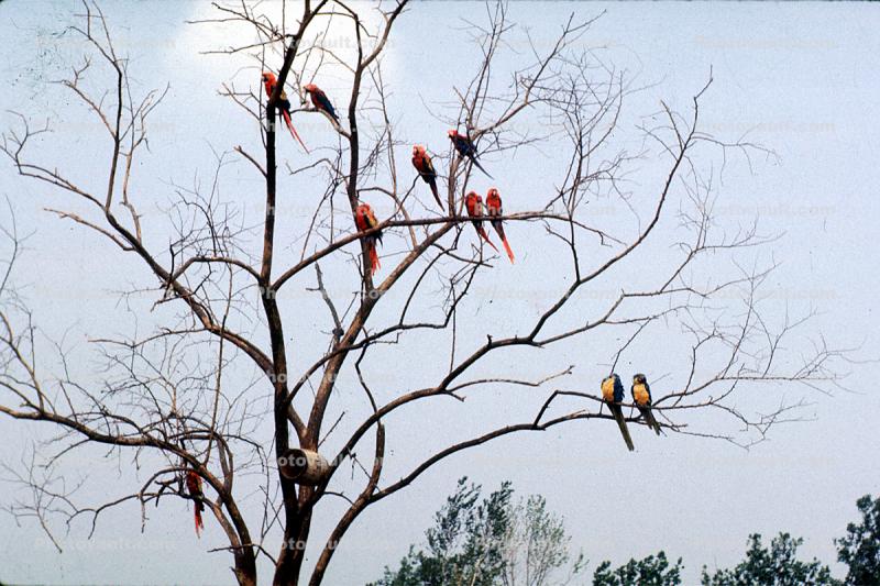 Parrots in a Tree
