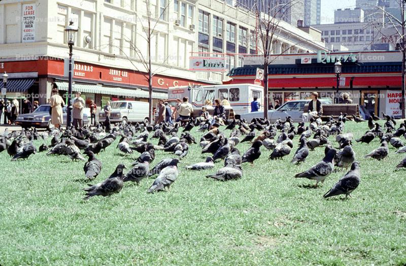 Pigeons, Newberry stores