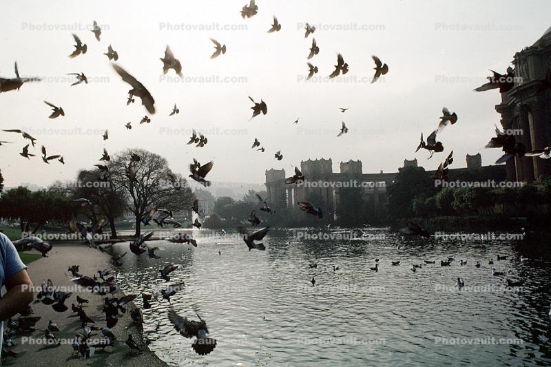 Lake, Flying Pigeons, Palace of Fine Arts
