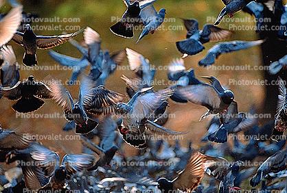 Pigeons, Central Park, New York City