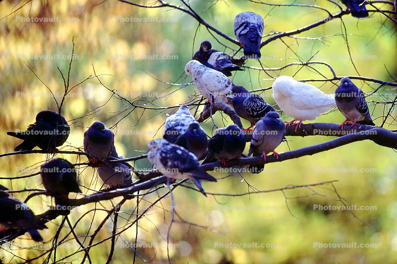 Pigeons, Central Park, Manhattan, autumn