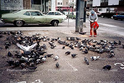 Pigeons, New York City
