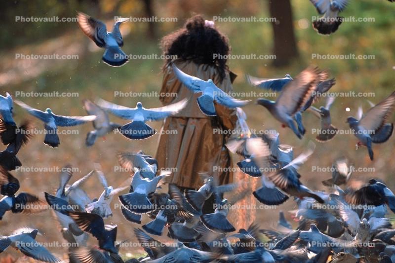 Pigeons, Central Park, New York City