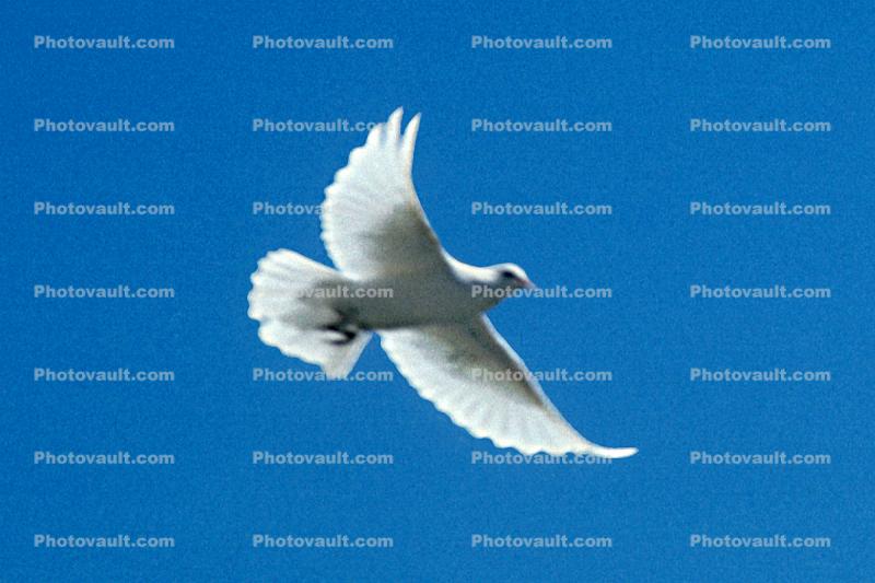 Equanimity of a Dove in Flight, wings