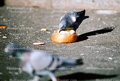 Pigeon Eating from a french bread bowl