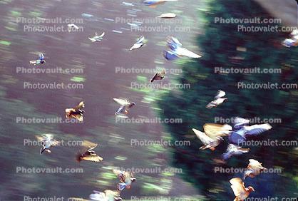 Pigeons in flight, flying, airborne