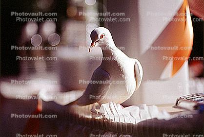 White Dove of Peace