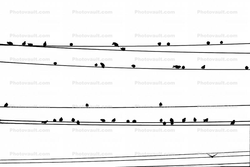 logo of Pigeons on wires