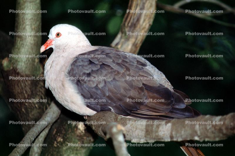Mauritius Pink Pigeon, (Columba mayen)