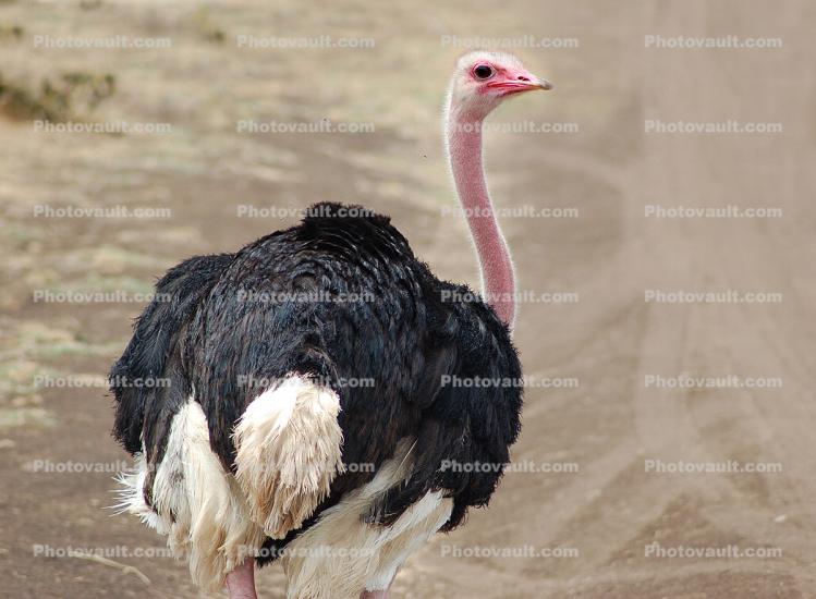 Ostrich, Ngorongoro Crater, Tanzania