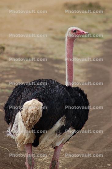 Ostrich, Ngorongoro Crater, Tanzania,  wildlife