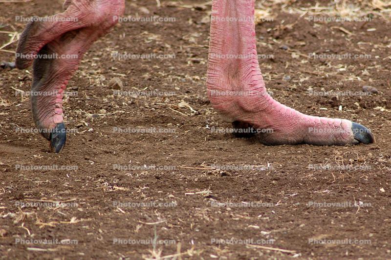 Ostrich Feet, Ngorongoro Crater, Tanzania, Africa, African wildlife