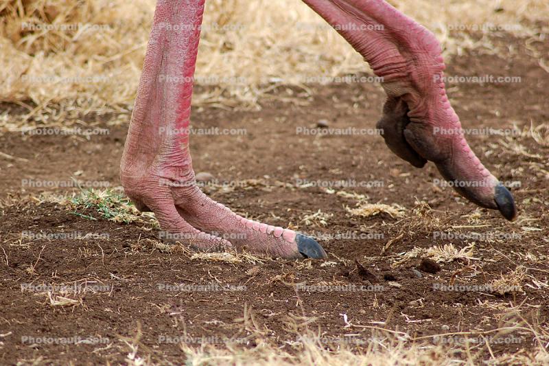 Ostrich Feet, Ngorongoro Crater, wildlife