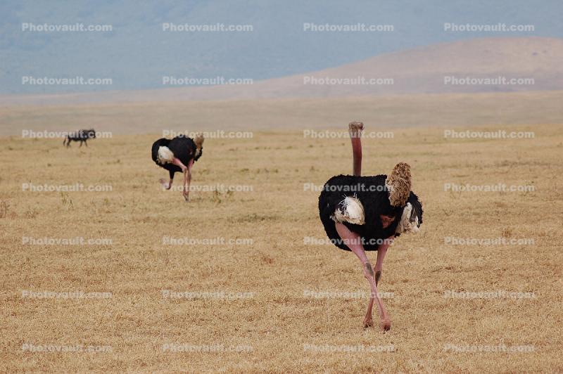 Ostrich, Wildlife, Ngorongoro Crater, Tanzania