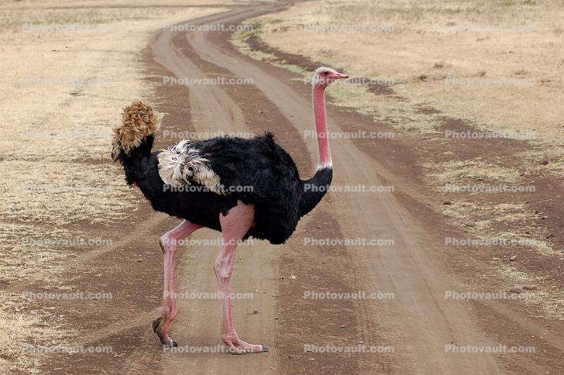 Ostrich crossing the Road, Wildlife, Ngorongoro Crater